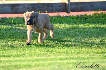 Cane Corso štěňata s FCI PP - 3