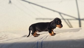 Jazvečík trpazličí - 3