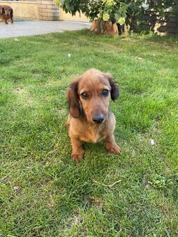 Jazvečik dlhosrstý predaj - 3