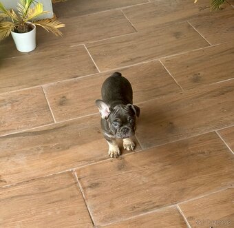 Francuzky bulldog - 3