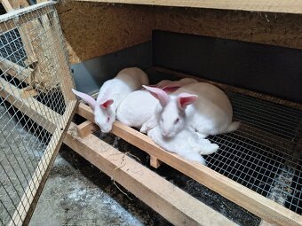 Predám králikov hyla na chov alebo mäso - 3