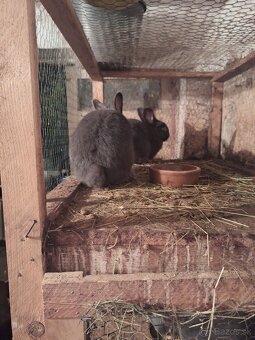 Modrý viedenský - 3