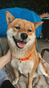 Shiba inu - 3