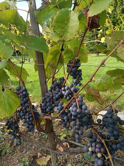 Predám sadenice viniča Izabela - 3