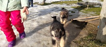 Psiky ihned k odberu - 3