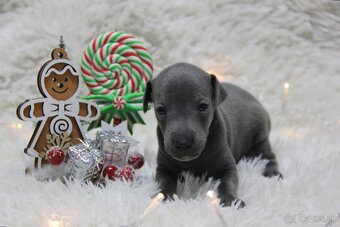 Taliansky chrtík - 3