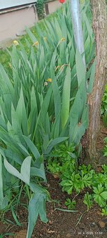 Kosatce žlté, fialové, Iris - 3