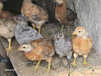 Predám nasadové vajíčka araucana - 3