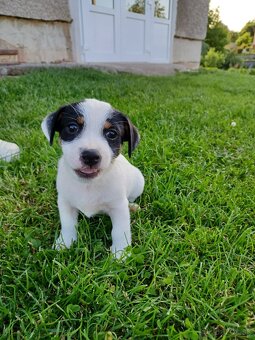 Šteniatka Jack Russel teriér - 3