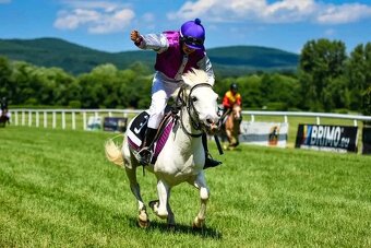 8-ročný valach pony - 3