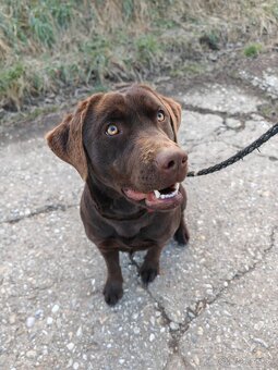 Čokoládový labrador - 3