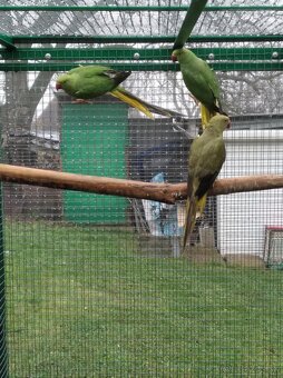 Alexander maly hch - 3