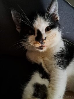 Darujem mačiatko - kocúrik - 3