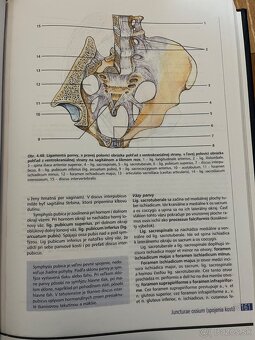 Anatómia Mráz - 3