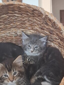Mainská Mývalia mačka / Maine Coon - 3
