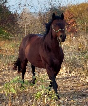 Pripustanie AQHA, APHA, APPA, aj ine - 3