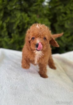 Cavapoo - 3