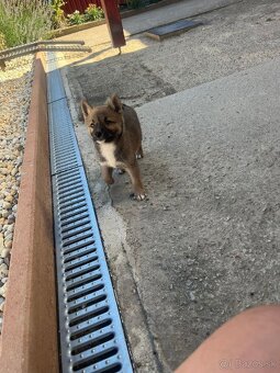 Shiba inu - 3