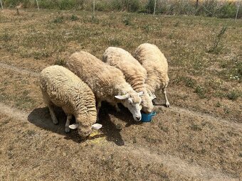 Predavam ovce merino - 3