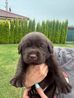 Cokoladovy labrador FCI s PP - 3