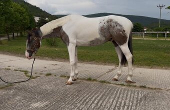 Mladý valach atraktívnej farby - 3