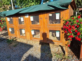 KRÁLIKAREŇ -ZAJAČNÍK - 3