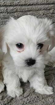 Mini Maltezák - 3