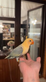 rucne dokrmene agapornisy - 3