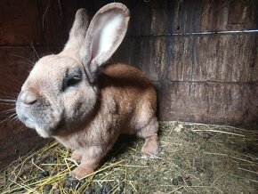Samec králika - 3