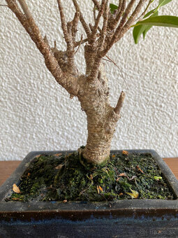 Fikus Ficus Retusa bonsaj2 - 3