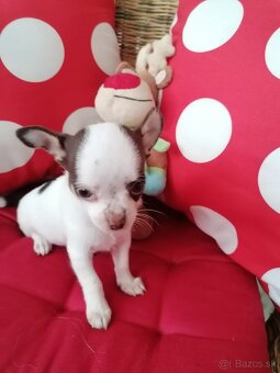 Čivava krátkosrstá - 3