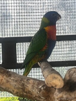 Lori horské - 3