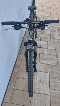 Kellys Salamander - 3