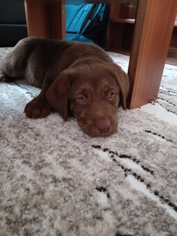 Labrador - 3