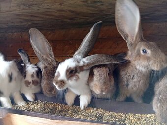 Predam králiky - 3