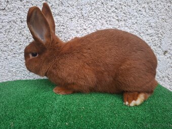 Novozélandský červený - 3