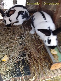 Predám NOS zajace králiky - 3