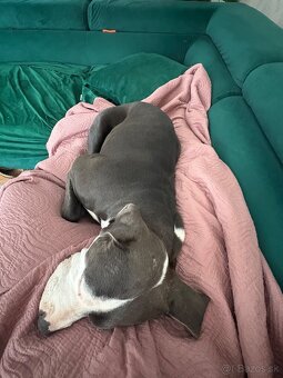 Darujem stafordku - 3