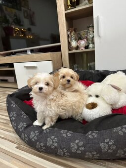 Maltipoo pudel - 3