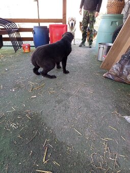 predám šteniatka stredoázijaka - 3