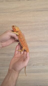 Agama bradatá (Pogona vitticeps) - 3