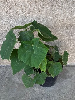 Paulownia - 3