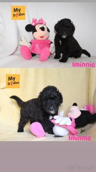 Labradoodle F1B - 3