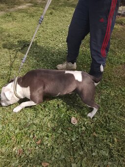 Americky stafford - 3