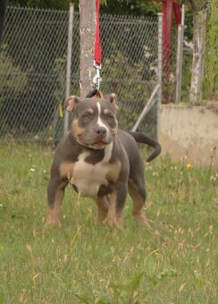 American bully - 3