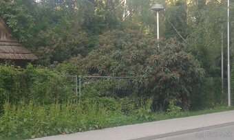 drevina KALINA VRÁSČITOLISTÁ - 3