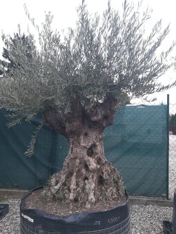 Olivovník bonsai - 3