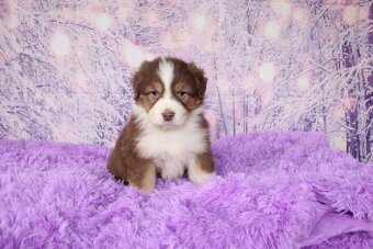 Austrálsky ovčiak - 3