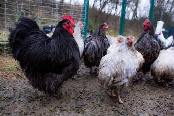 Orpington kohúty na predaj - 3