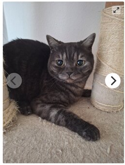 Lili- britská mačička - 3